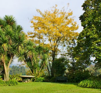 Photo of Cordyline australis form by Karl Gercens III