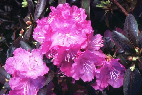Rhododendron 'Northern Starburst'