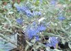 Caryopteris