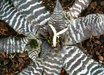 Cryptanthus