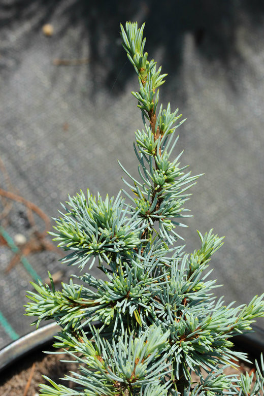 Photo of Cedrus atlantica 'Sapphire Nymph' by Conifer Kingdom