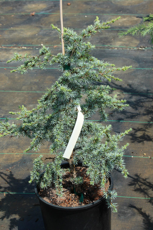 Photo of Cedrus atlantica 'Sapphire Nymph' by Conifer Kingdom