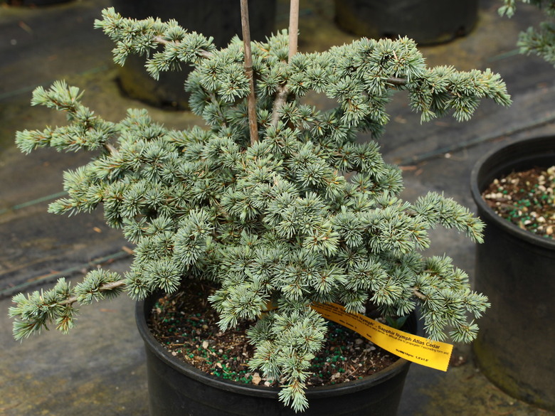 Photo of Cedrus atlantica 'Sapphire Nymph' by Conifer Kingdom