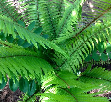 Photo of Dryopteris wallichiana by Patricia Cunningham