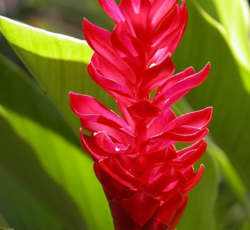 Photo of Alpinia purpurata flower by Carl Lewis