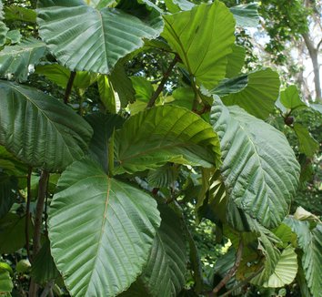 Photo of Ficus dammaropsis foliage by Karl Gercens III