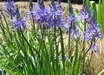 Camassia