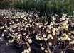 Edgeworthia