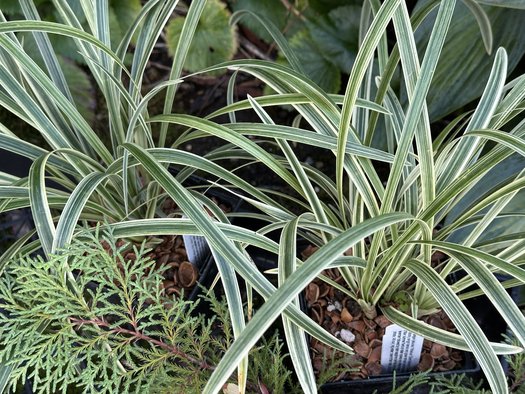 Photo of Ophiopogon jaburan 'Vittatus' by Patricia Cunningham