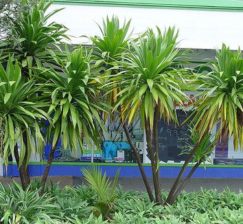 Photo of Cordyline obtecta 'Emerald Goddess' form by Peter Richardson