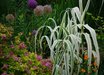 Arundo