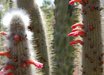 Cephalocereus