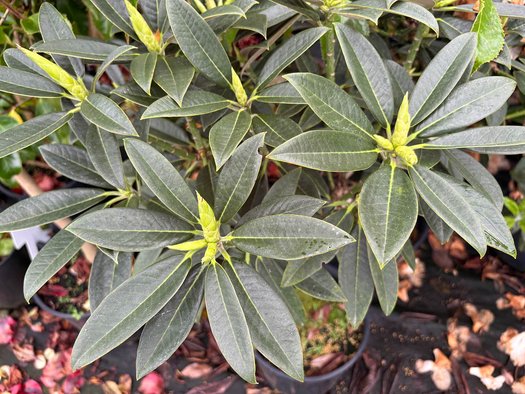 Photo of Rhododendron insigne 'Exbury' folaige by plant lust