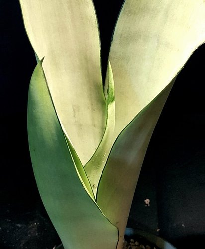 Sansevieria trifasciata 'Moonshine' | Dracaena trifasciata 'Moonshine' |  Sansevieria 'Moonshine' | Sansevieria Futura Silver Offset' | plant lust