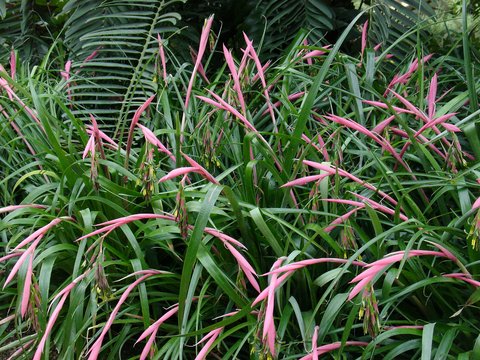 Billbergia nutans | Friendship Plant | Queens Tear's | plant lust