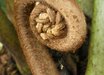 Angiopteris