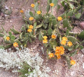 Photo of Opuntia phaeacantha flower, form by Panayoti Kelaidis