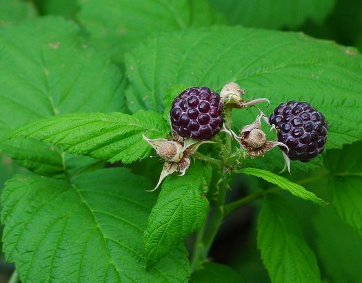 Photo of Rubus leucodermis foliage, fruit by Alvin Kho