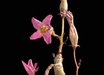 Tylecodon