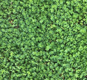 Photo of Lotus corniculatus 'Plenus' foliage by Little Prince of Oregon