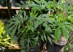 Fatsia polycarpa