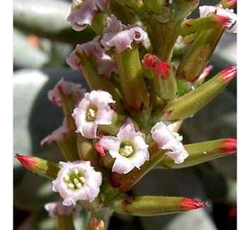 Photo of Adromischus 'Hummel's White' flower, form by Cactus Jungle