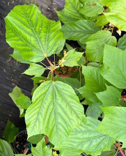 Photo of Acer x conspicuum 'Phoenix' flower, foliage by plant lust