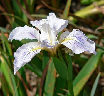 Photo of Iris munzii flower by Stan Shebs