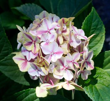Photo of Hydrangea macrophylla 'Harlequin' flower by Red Panda Nursery