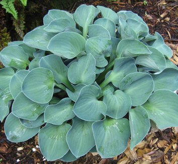 Photo of Hosta 'Blue Mouse Ears' foliage by Sebright Gardens