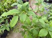 Stewartia pseudocamellia 'Pillar Bella'
