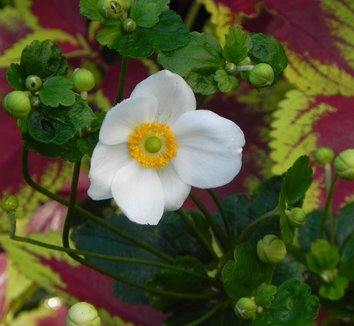 Anemone from multiple nurseries on Plant Lust