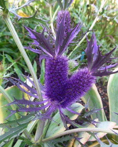 eryngium-leavenworthii-plant-lust