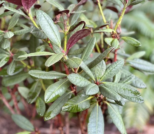 Photo of Rhododendron 'Wine and Roses' by plant lust