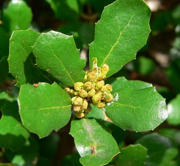 Photo of Quercus pacifica close-up, foliage by Stan Shebs