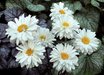 Leucanthemum