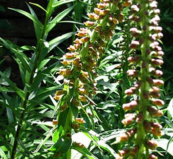 Photo of Digitalis parviflora flower by Panayoti Kelaidis