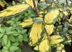 Elaeagnus pungens 'Clemson Variegated'