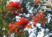 Erythrina lysistemon