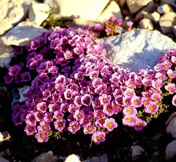 Photo of Saxifraga oppositifolia flower, form by Ansgar Walk