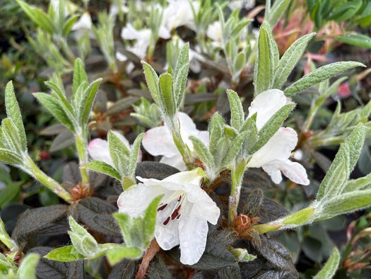 Photo of Rhododendron 'Coastal Spice' flower by plant lust
