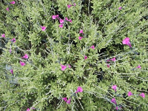 Salvia greggii 'Raspberry' | Raspberry Autumn Sage | plant lust