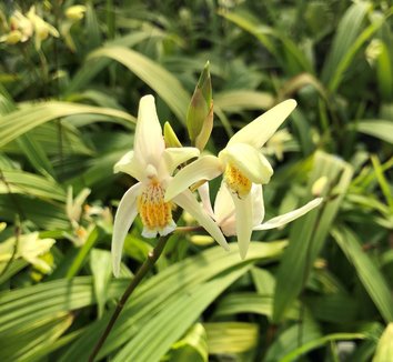 Photo of Bletilla ochracea 'Chinese Butterfly' flower, foliage, form by Little Prince of Oregon
