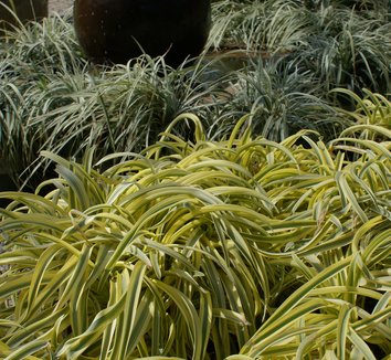 Photo of Agapanthus 'Hinag' PP10866 foliage by Karl Gercens III