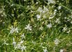 Anthericum