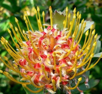 Photo of Leucospermum cordifolium 'Veldfire' close-up, flower by Stan Shebs