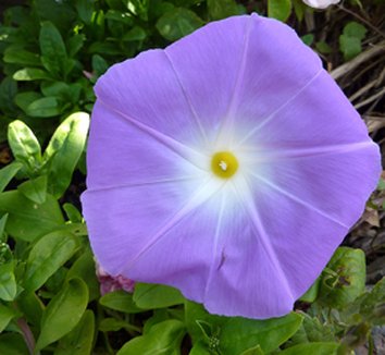 Photo of Ipomoea tricolor 'Wedding Bells' flower by Annie's Annuals & Perennials