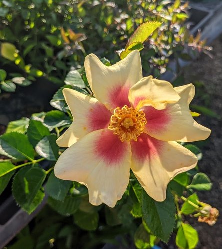 Rosa Ringo Native To Rosa Ringo™ PP28394 | ROSA 'RINGO' | Ringo Rose | plant lust