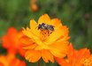 Cosmos