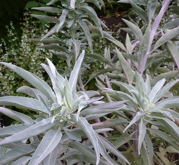 Photo of Salvia apiana foliage by Annie's Annuals & Perennials